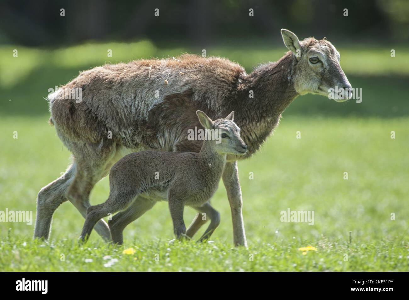 Mouflon Stock Photo
