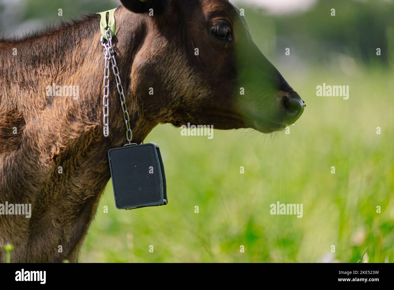 Gps cattle hi-res stock photography and images - Alamy