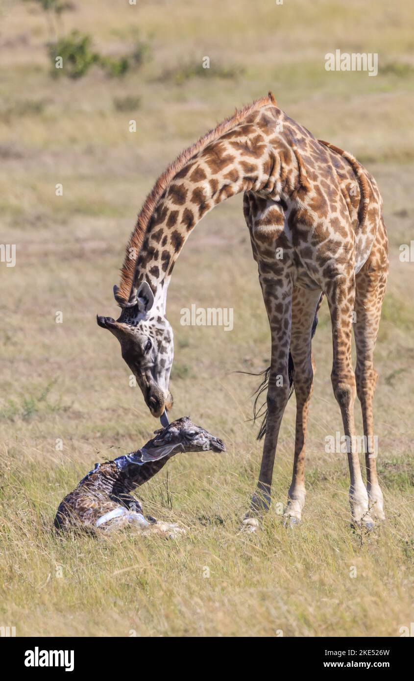 Giraffes Stock Photo