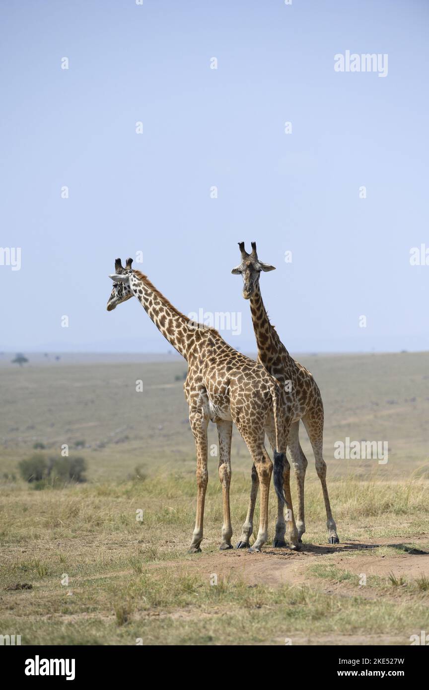standing Giraffes Stock Photo