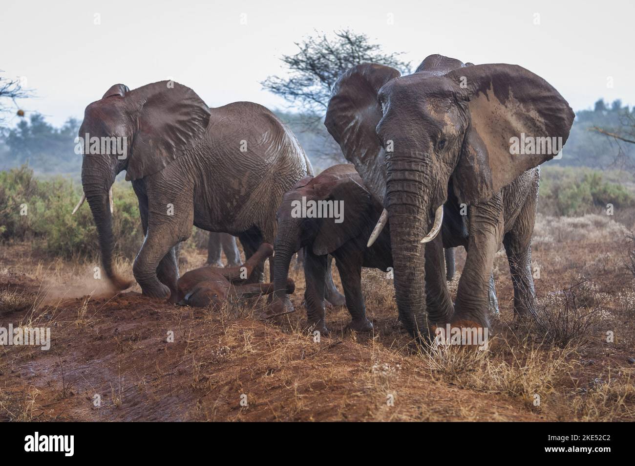 Elephants in the rain Stock Photo Alamy