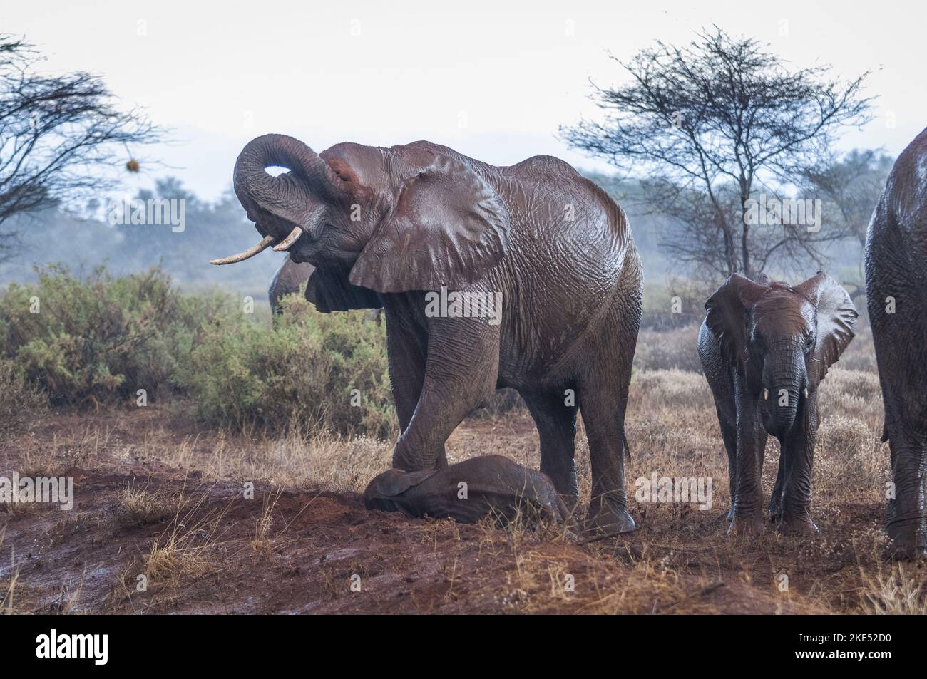 Elephants in the rain Stock Photo Alamy
