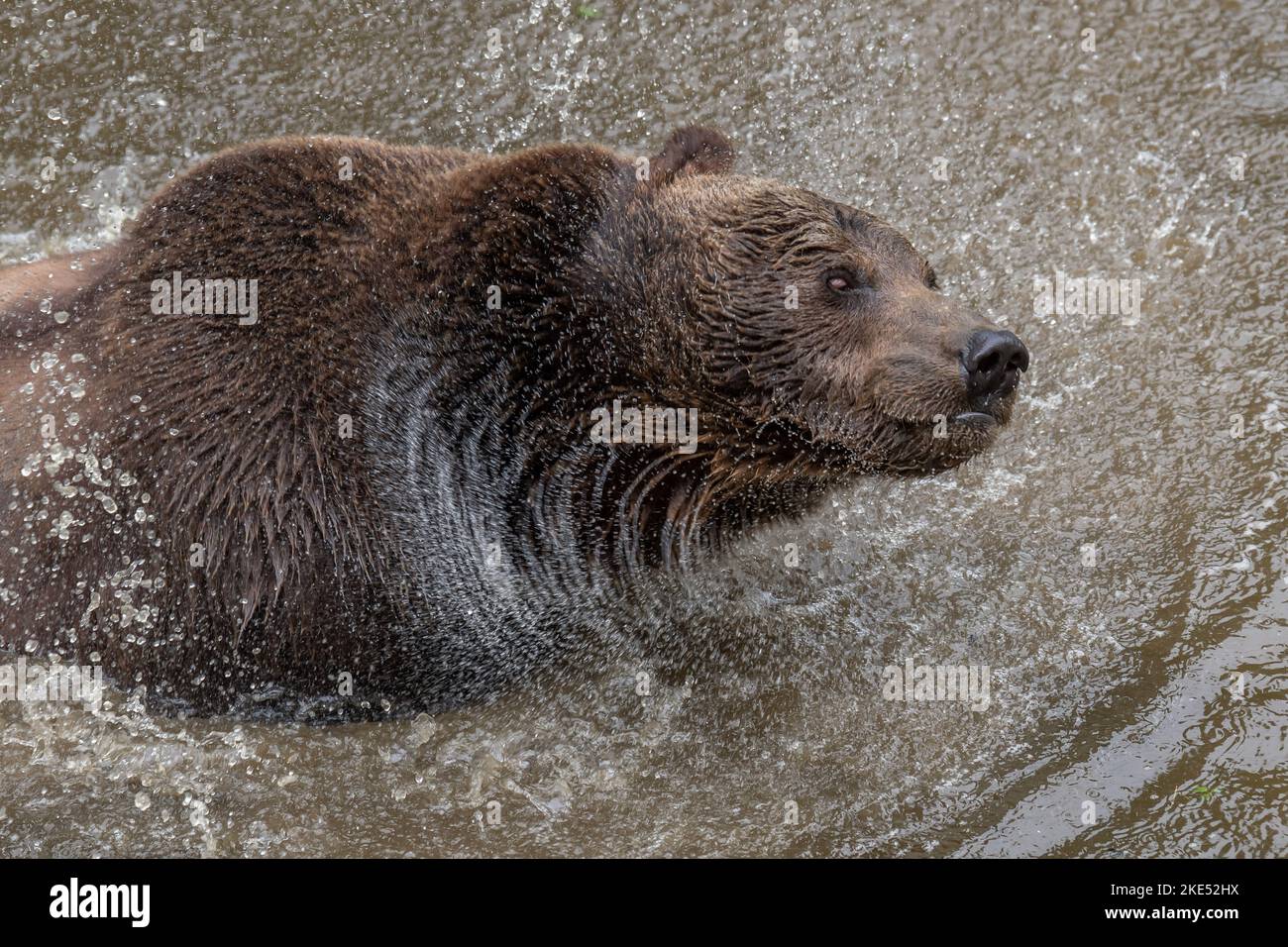 Brown bear bathes in water hi-res stock photography and images - Alamy