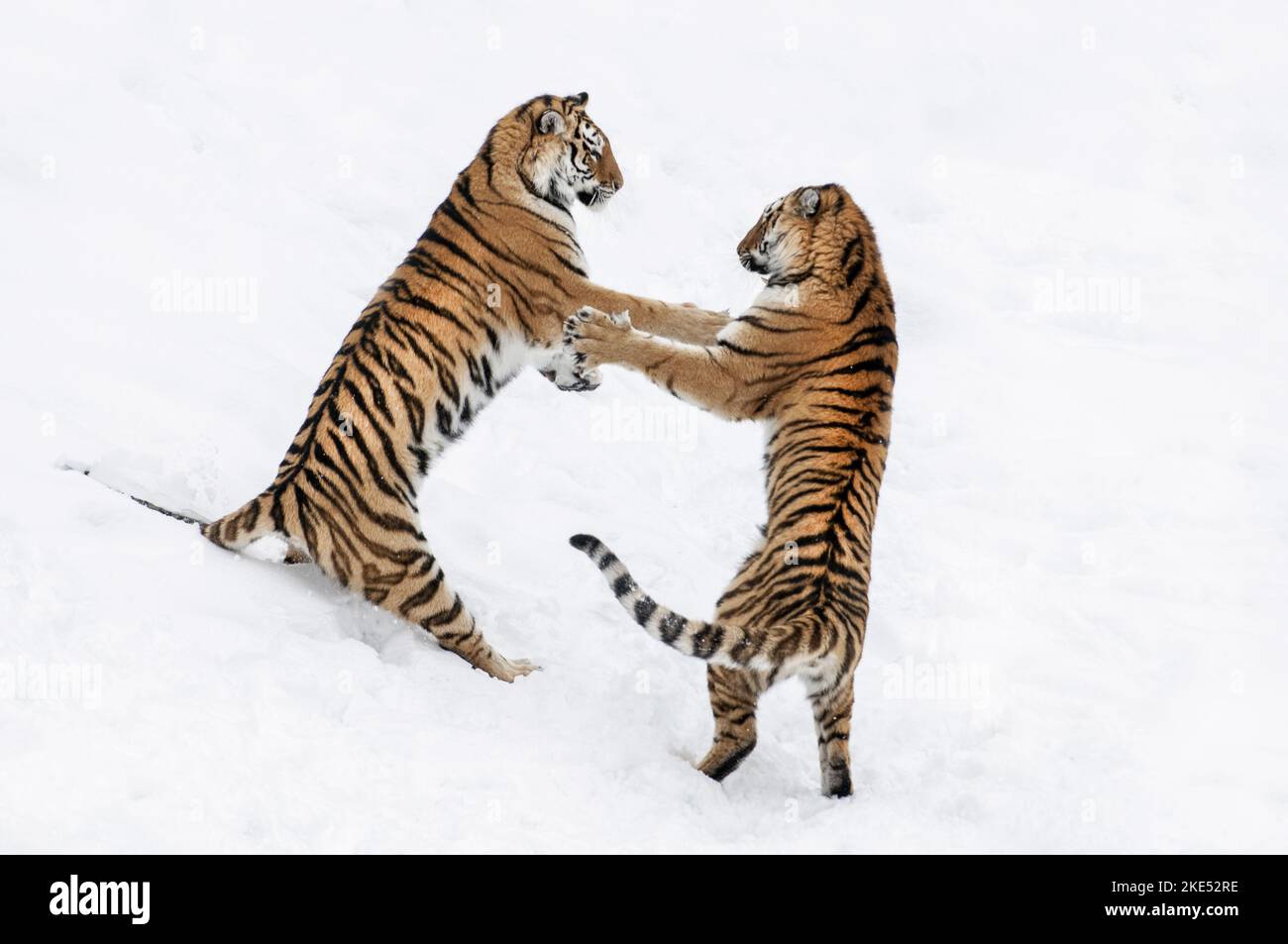 Siberian tiger fight hi-res stock photography and images - Alamy