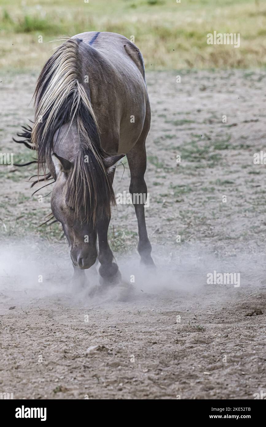 Horse pawing the ground hires stock photography and images Alamy