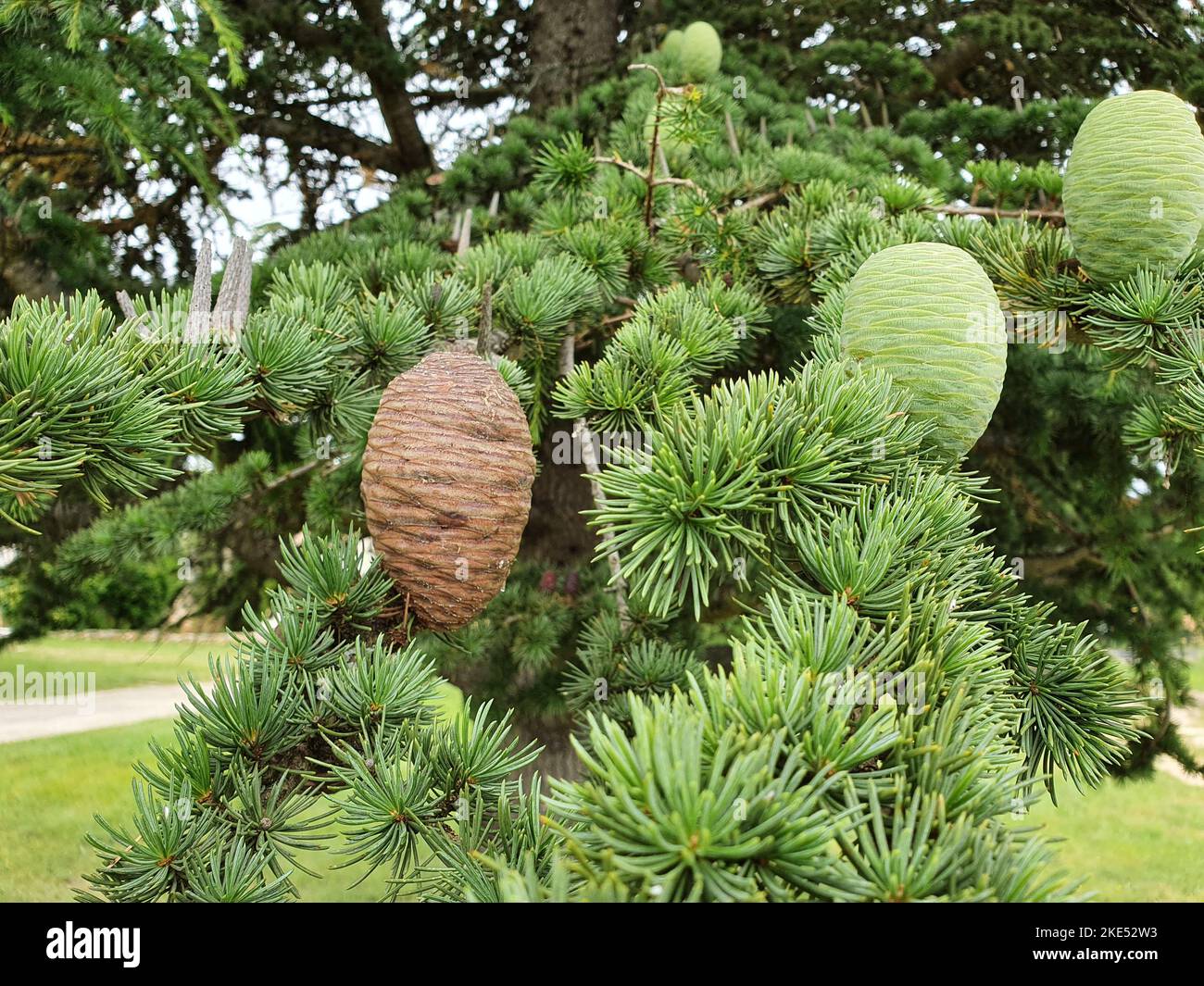 The pinecone of the cedar of Lebanon Stock Photo