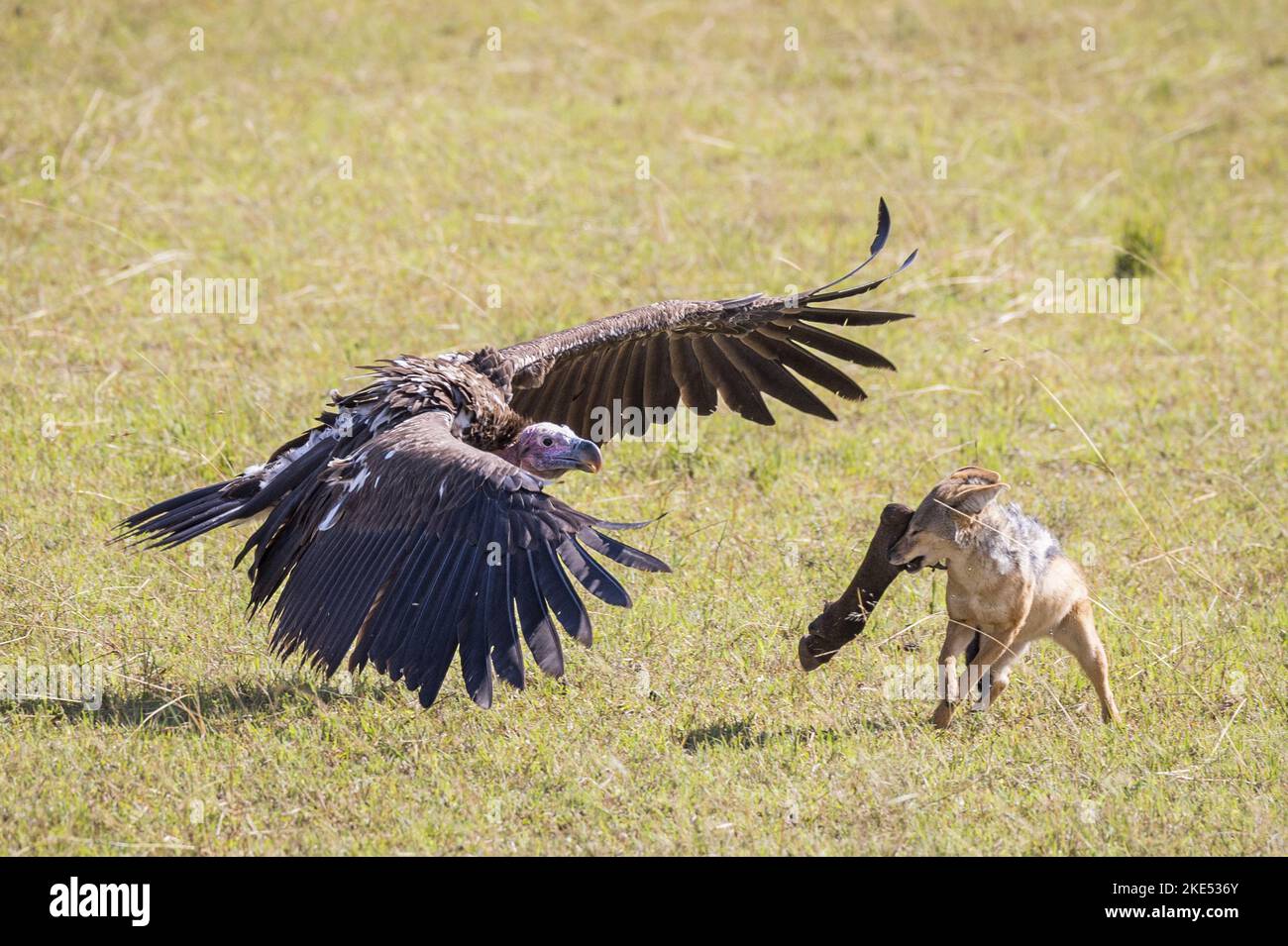 Jackal vulture hi-res stock photography and images - Page 2