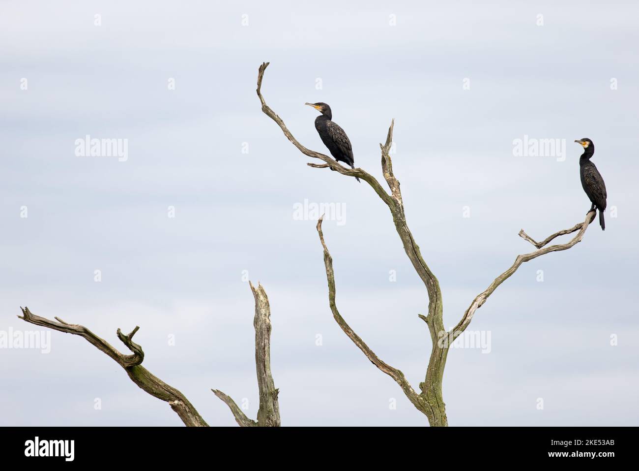Cormorant roost tree uk hi-res stock photography and images - Alamy