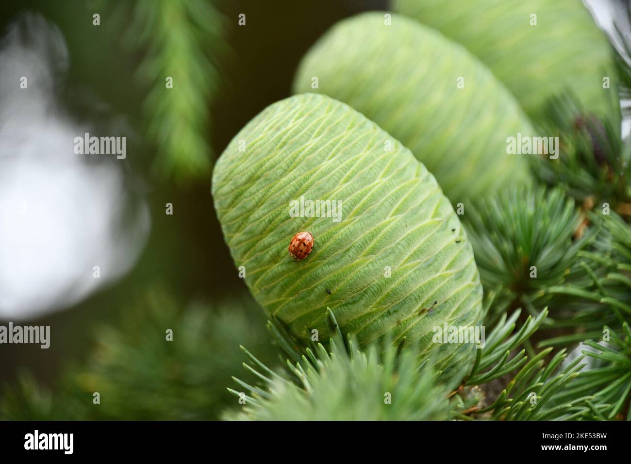 The ladybug on the pine cone of the cedar of Lebanon Stock Photo