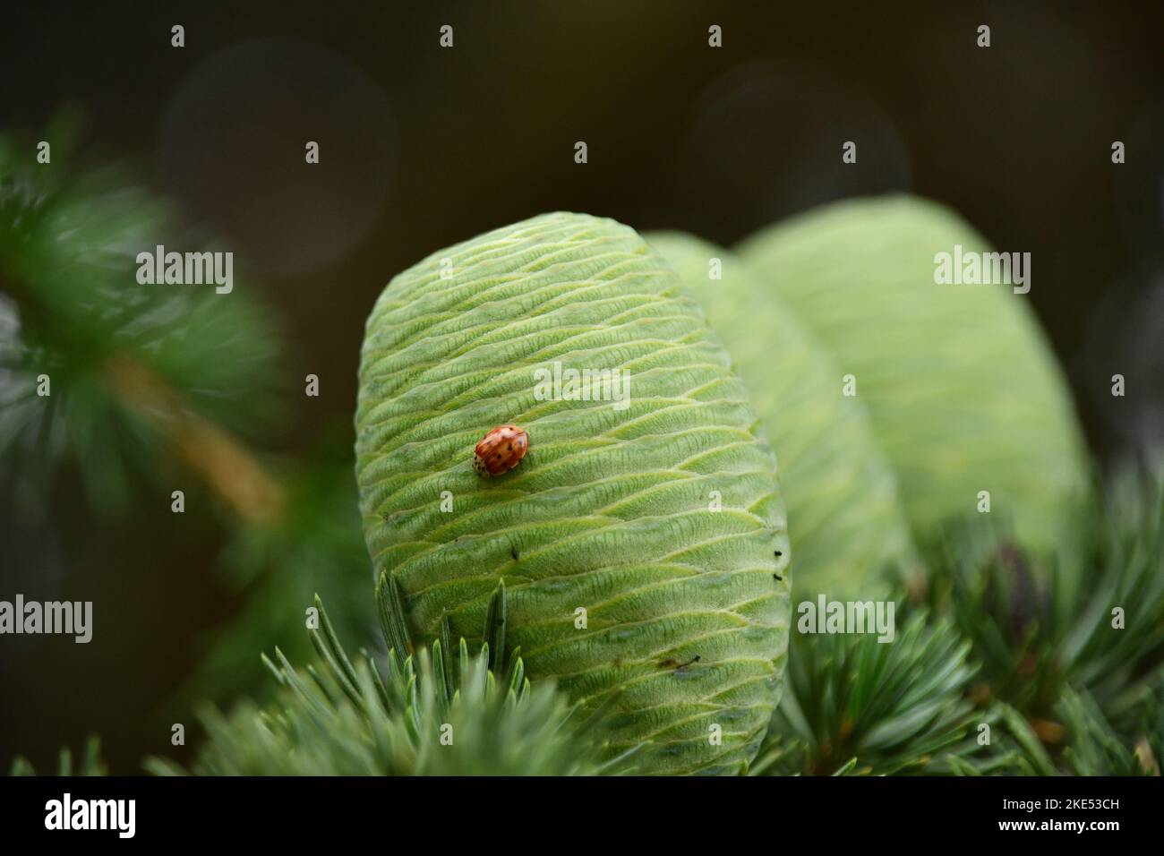 The ladybug on the pine cone of the cedar of Lebanon Stock Photo