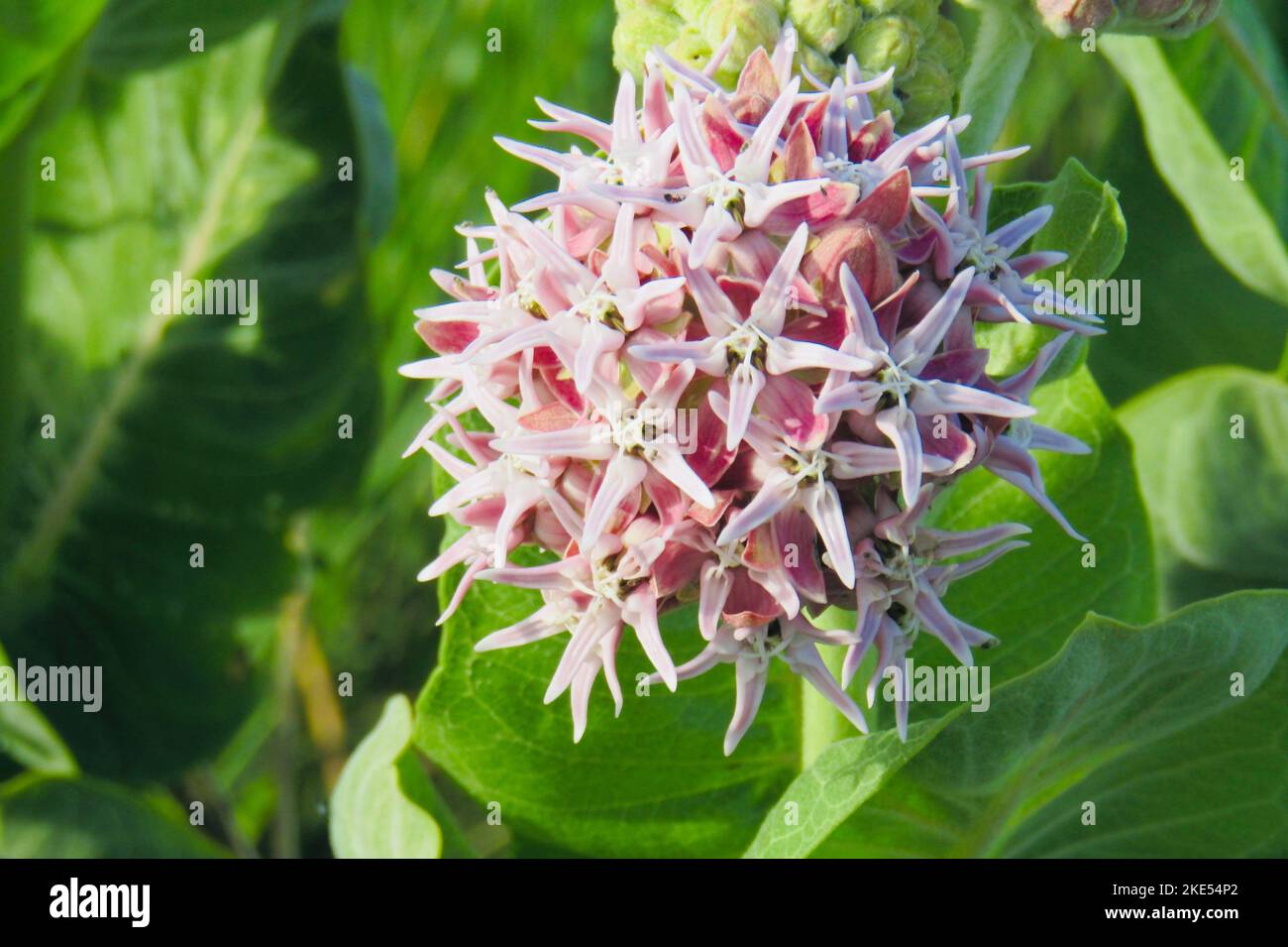 A closeup of beautiful pink Showy milkweed flower in a garden Stock Photo