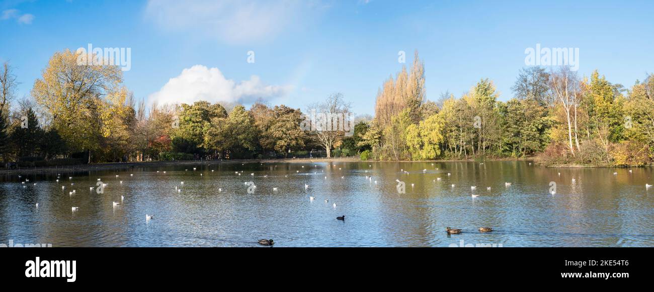 A panoramic autumn view of the lake in Saltwell park, Gateshead, England, UK Stock Photo