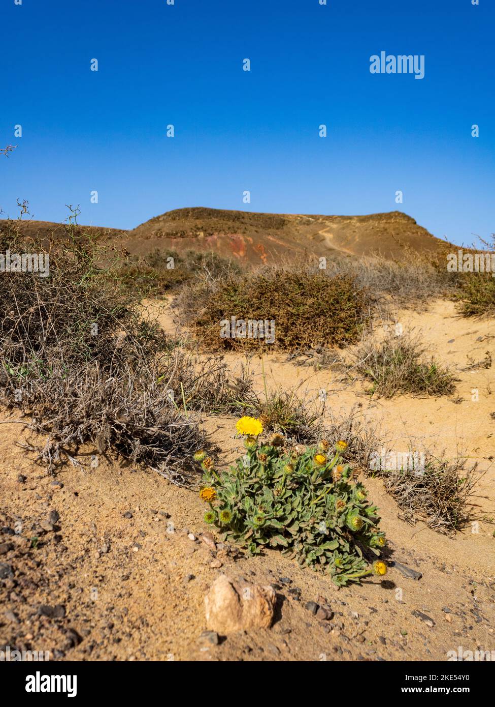 Canary Fleabane (Pulicaria canariensis) flowering, growing in desert, Lanzarote, Canary Islands, Spain. Stock Photo