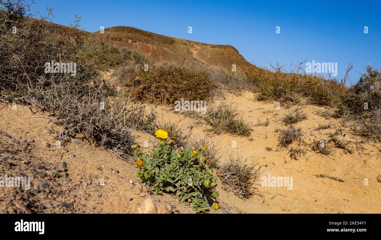 Yellow flowering Canary Fleabane (Pulicaria canariensis), growing in desert, Lanzarote, Canary Islands, Spain. Stock Photo