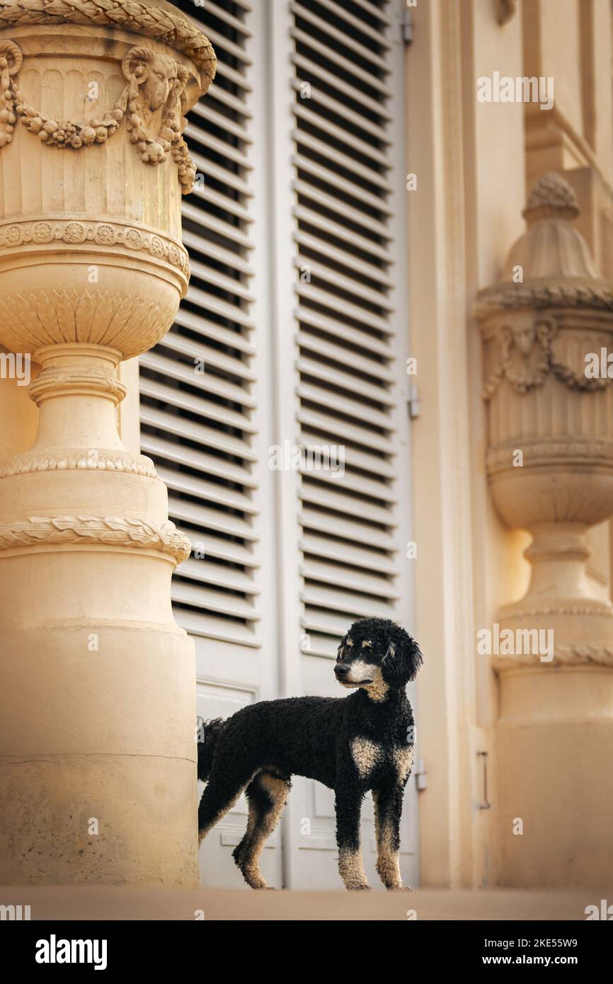 Royal Standard Poodle Stock Photo