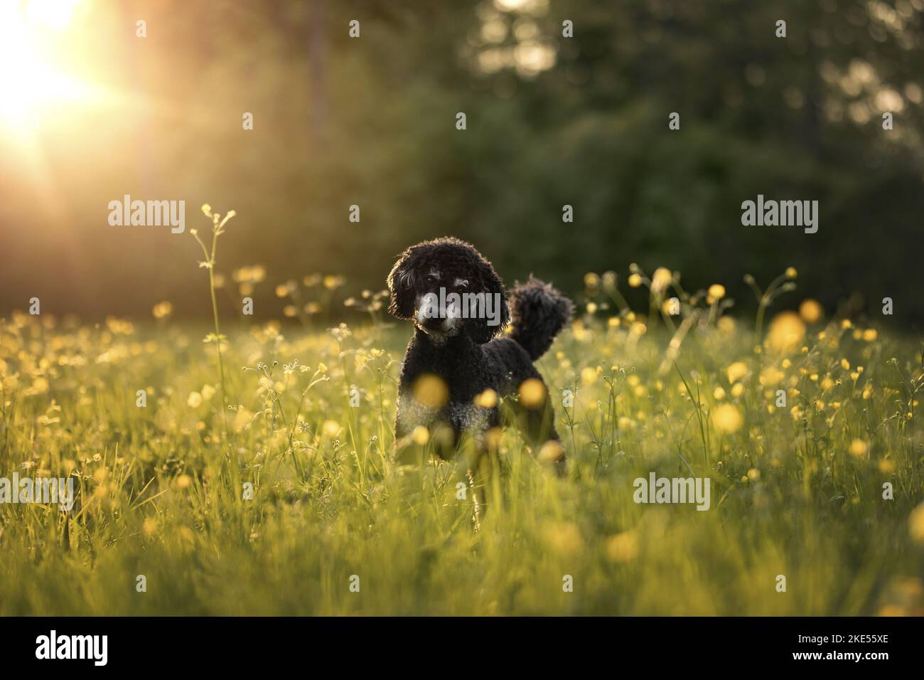 adult Royal Standard Poodle Stock Photo Alamy