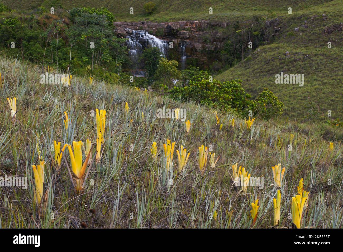 Yellow pitchers of the carnivorous bromeliad Brocchinia reducta in front of a waterfall, Gran Sabana, Venezuela Stock Photo