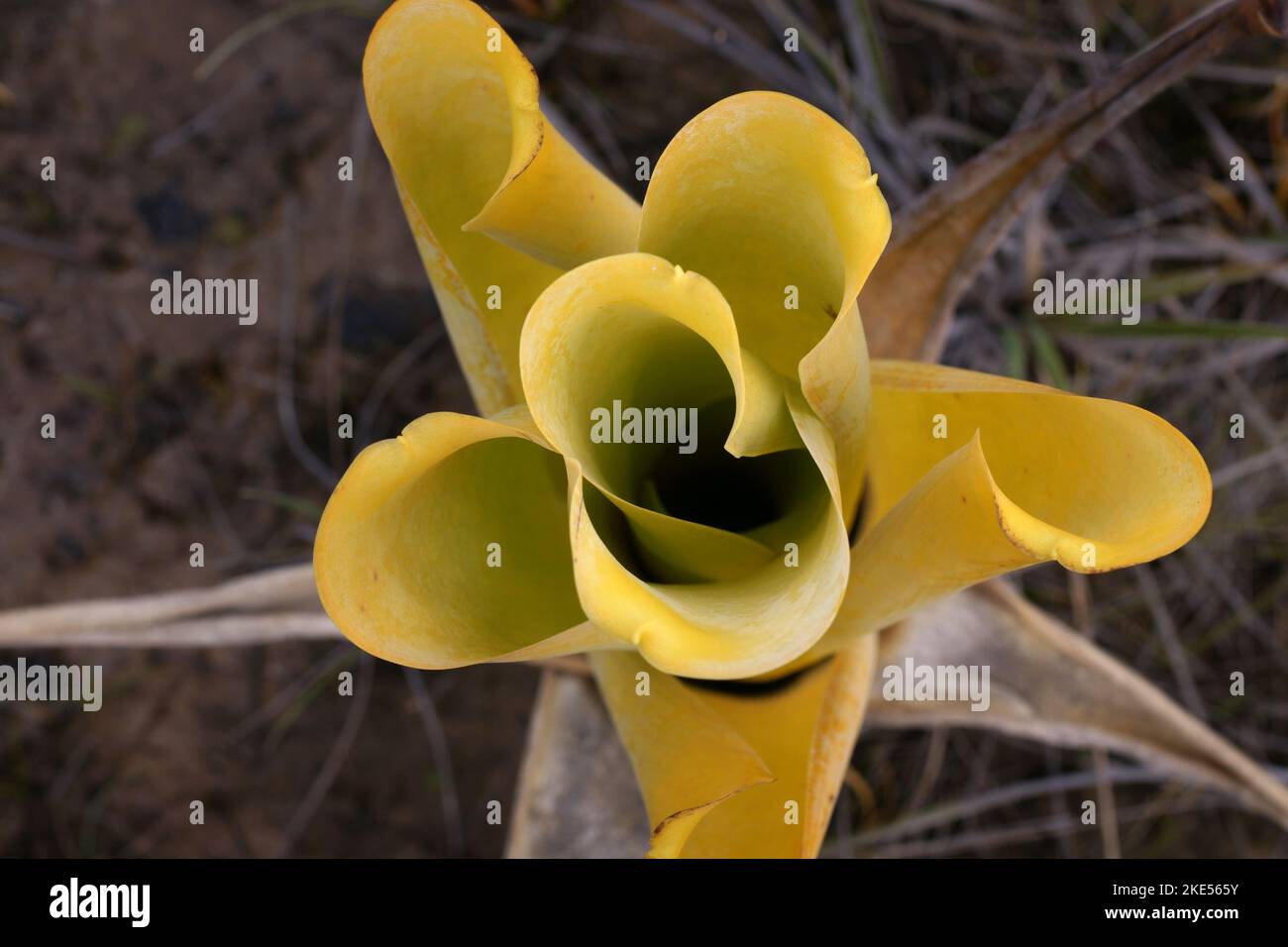 Above view of the yellow pitcher of the carnivorous bromeliad Brocchinia reducta, Gran Sabana, Venezuela Stock Photo