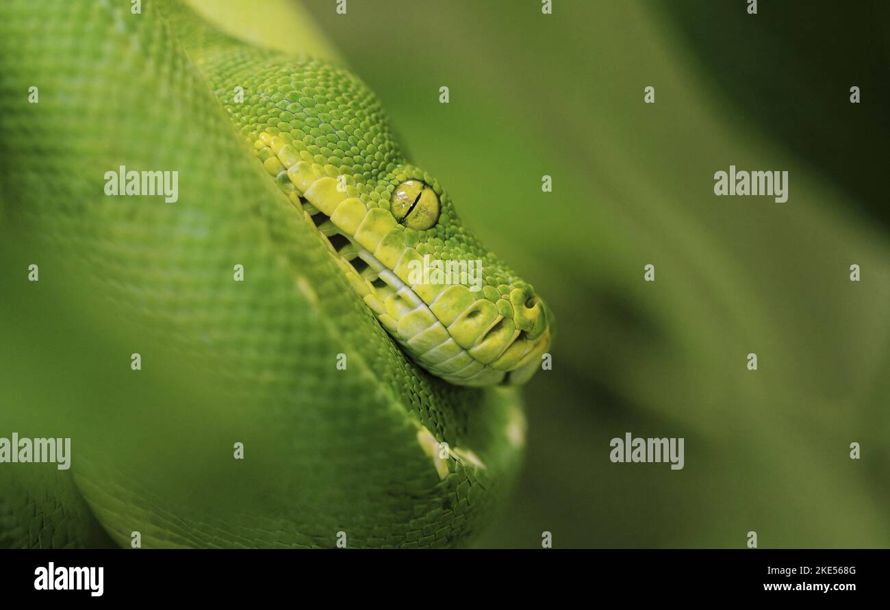 green tree python Stock Photo - Alamy