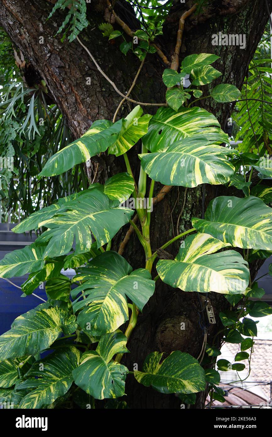 Epipremnum aureum (Also called golden pothos, Ceylon creeper, hunter's robe, sirih gading) on the tree. The plant is listed as toxic to cats and dogs Stock Photo