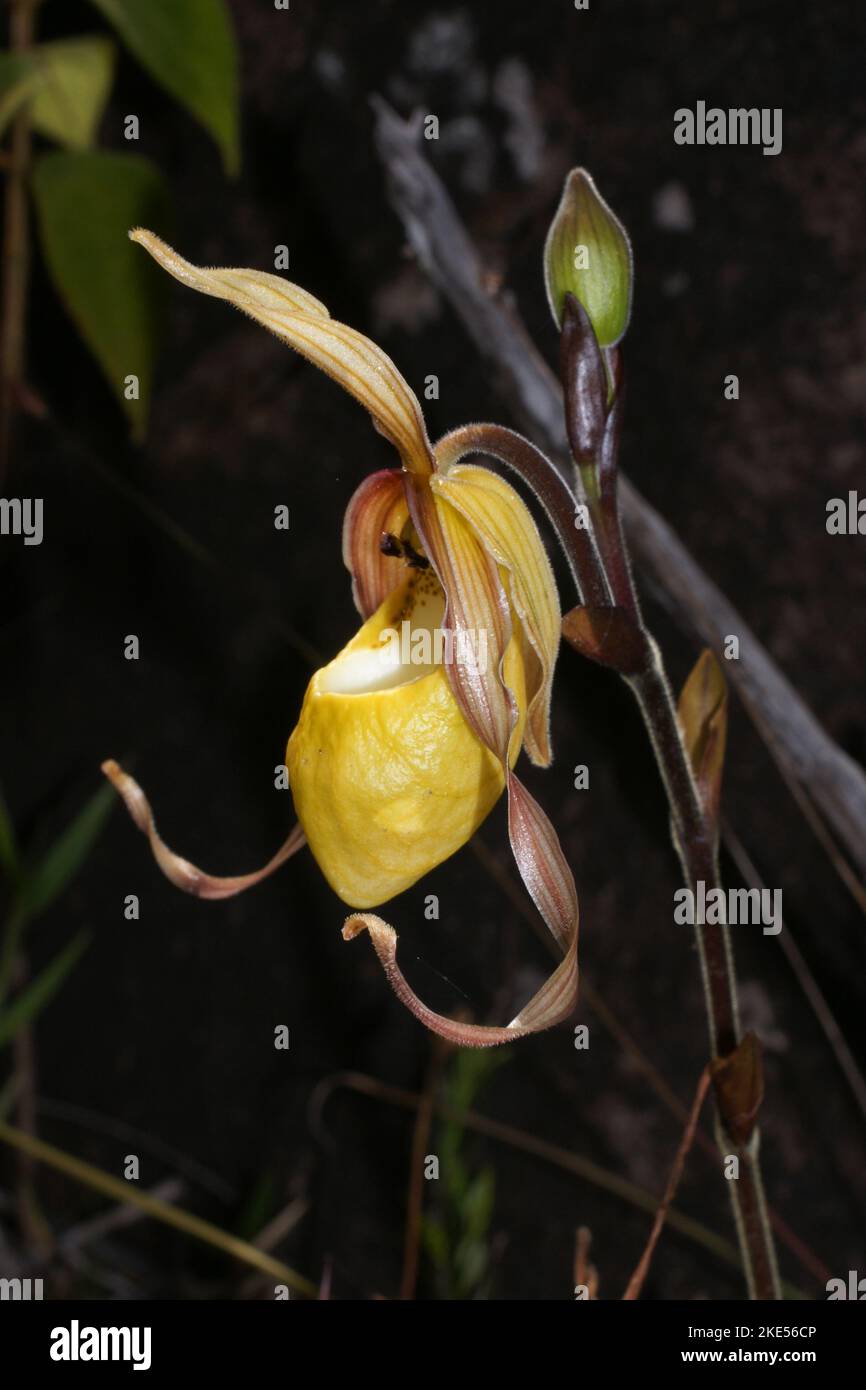 Slipper orchid flower (Phragmipedium klotzschianum), natural habitat, Gran Sabana, Venezuela Stock Photo