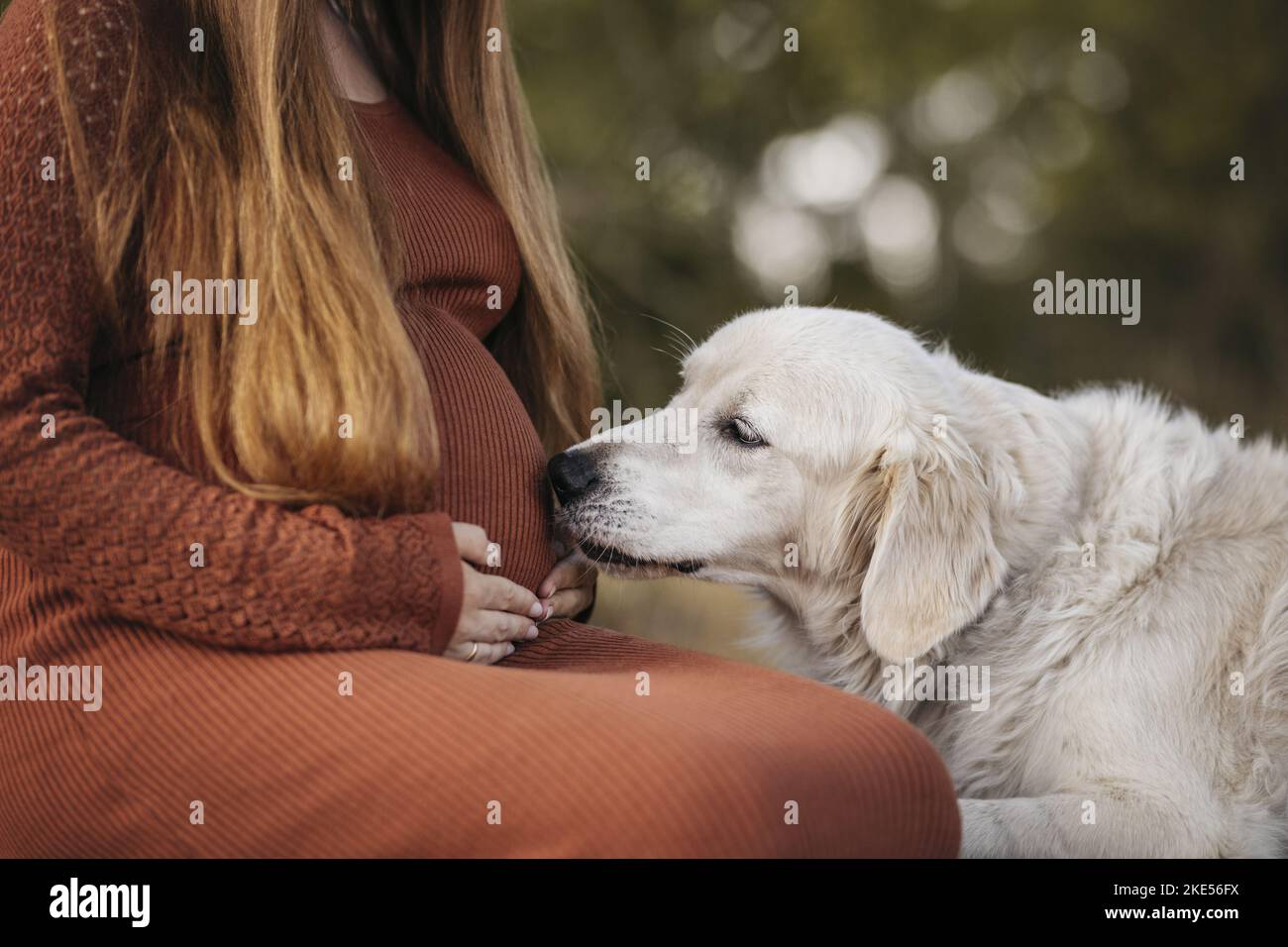 Pregnant Woman With Golden Retriever Stock Photo Alamy pregnant-woman-with-golden-retriever-stock-photo-alamy