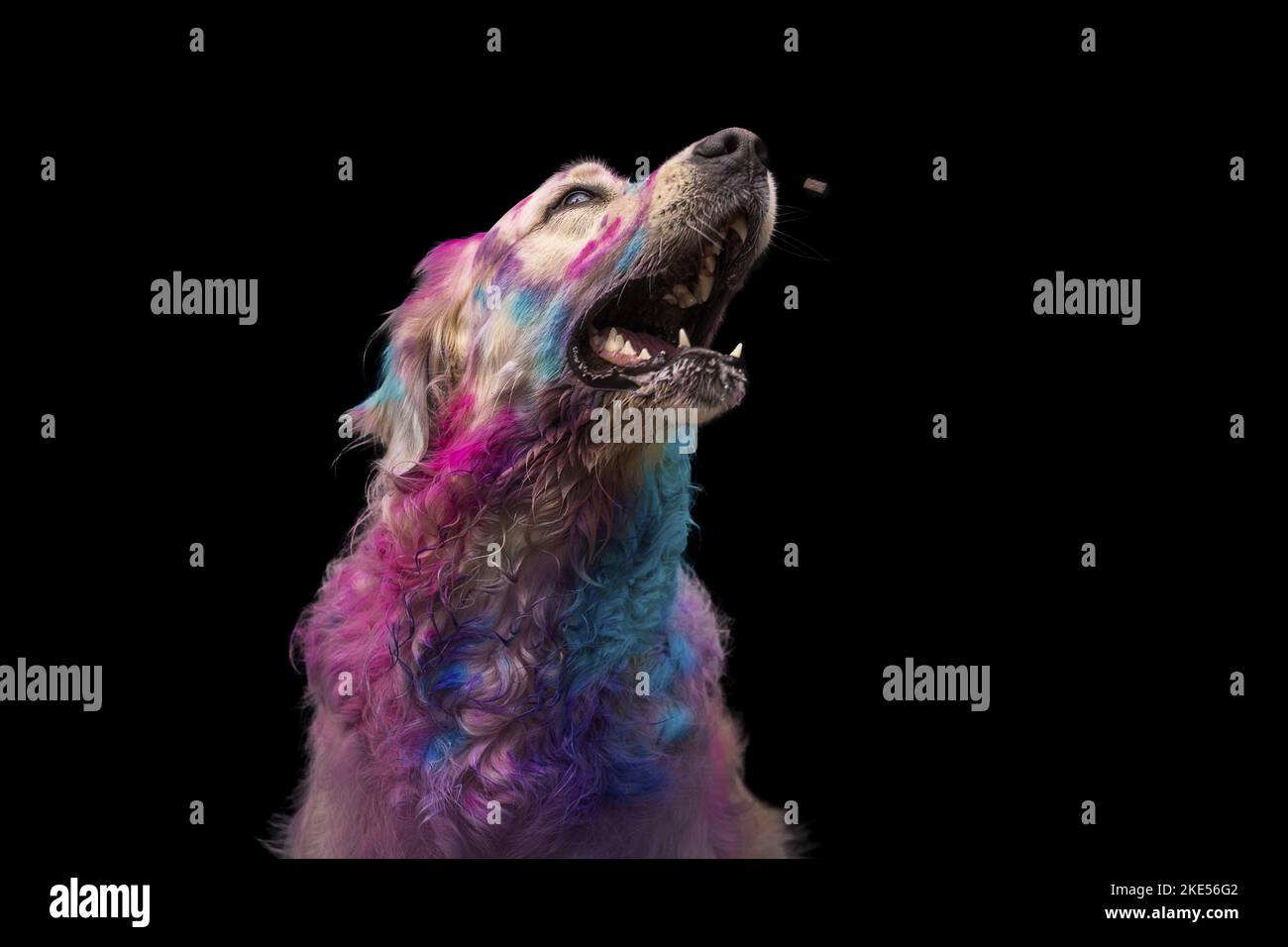 coloured Golden Retriever Stock Photo - Alamy