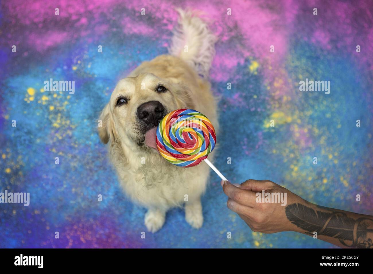 coloured Golden Retriever Stock Photo Alamy