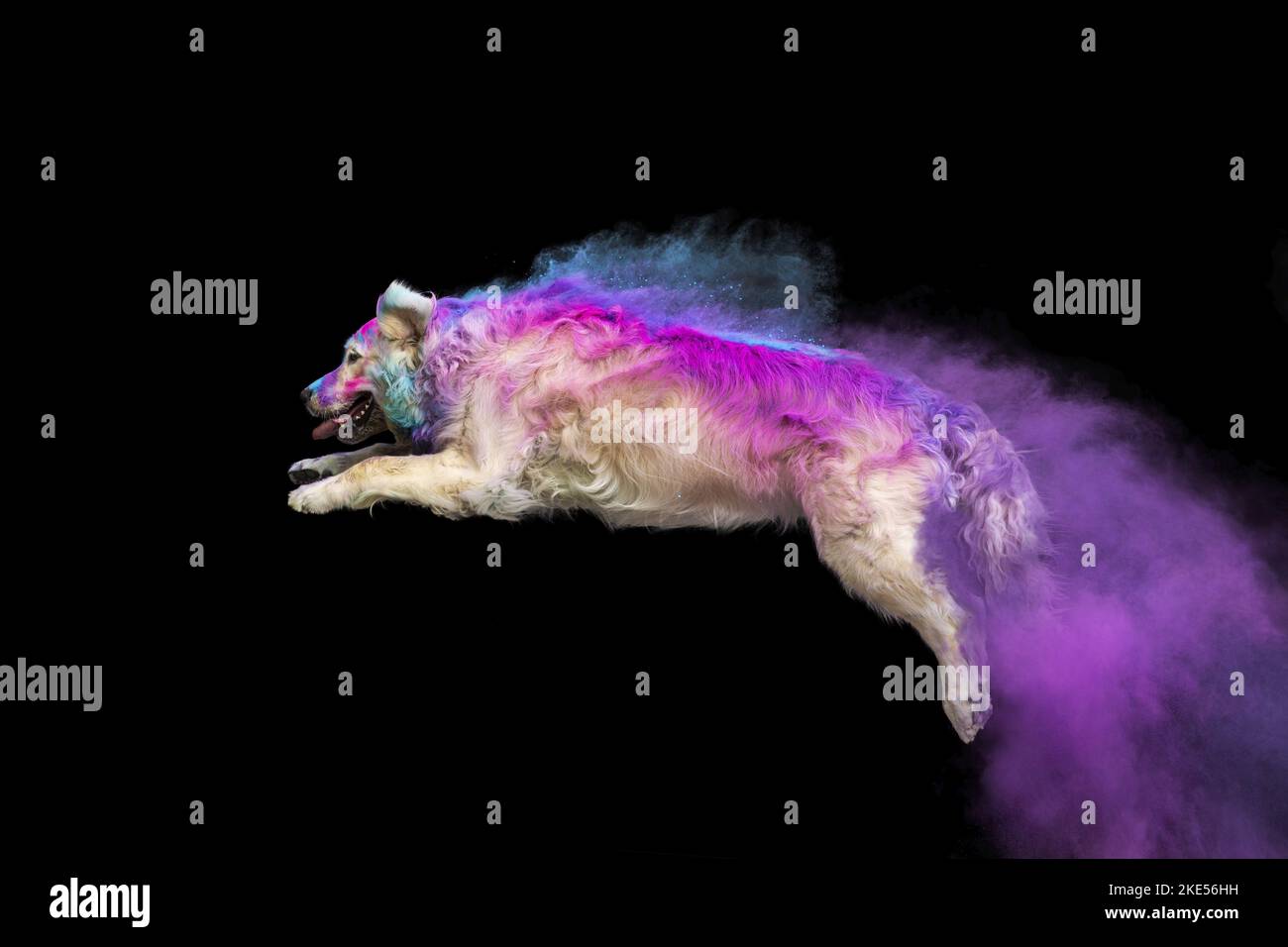 Coloured golden retriever hi-res stock photography and images - Alamy