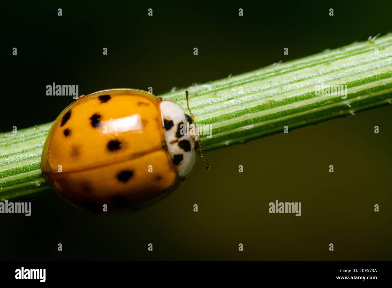A closeup of an Asian lady beetle on a plant. Stock Photo