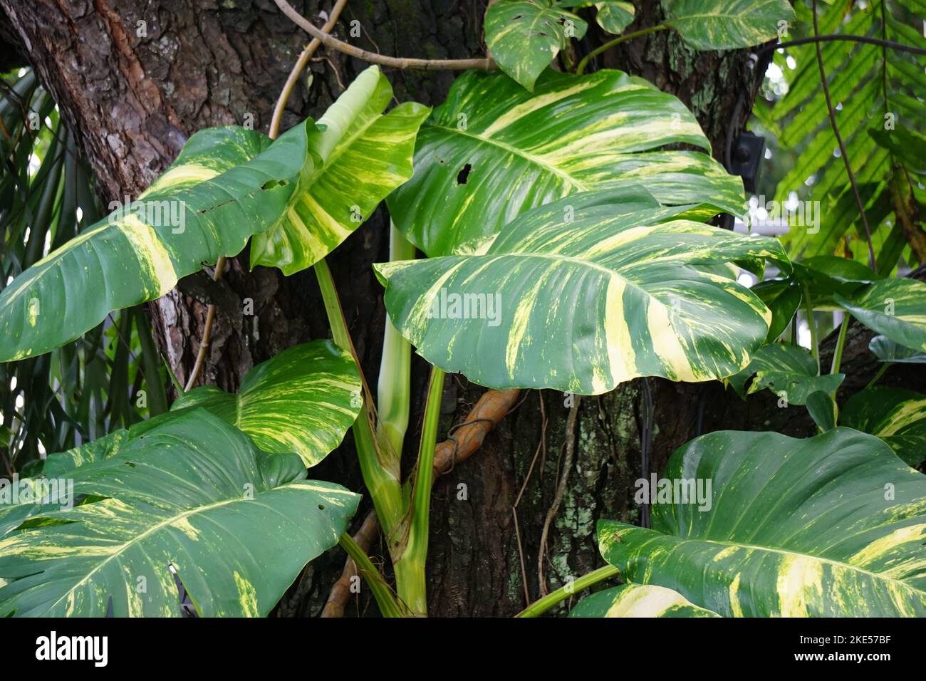 Epipremnum aureum (Also called golden pothos, Ceylon creeper, hunter's robe, sirih gading) on the tree. The plant is listed as toxic to cats and dogs Stock Photo