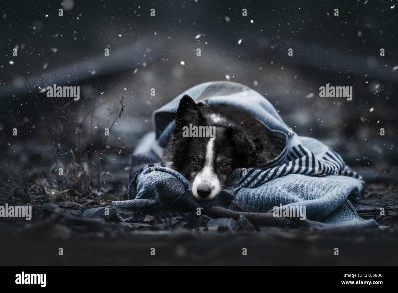 Miniature Australian Shepherd in winter Stock Photo