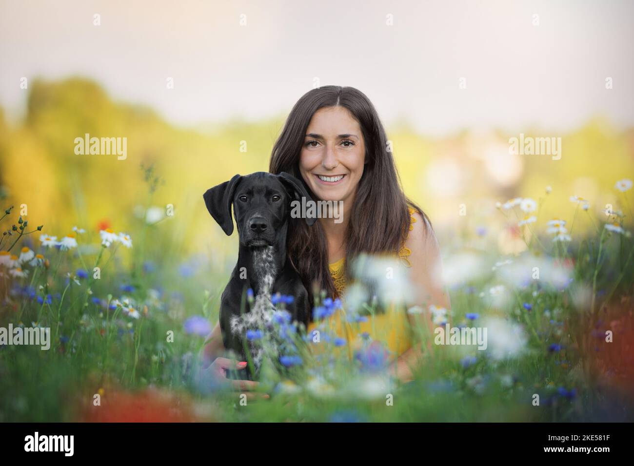 Dalmatian Rhodesian Ridgeback Rhodesian ridgeback dalmatian hi-res stock photography and images - Alamy