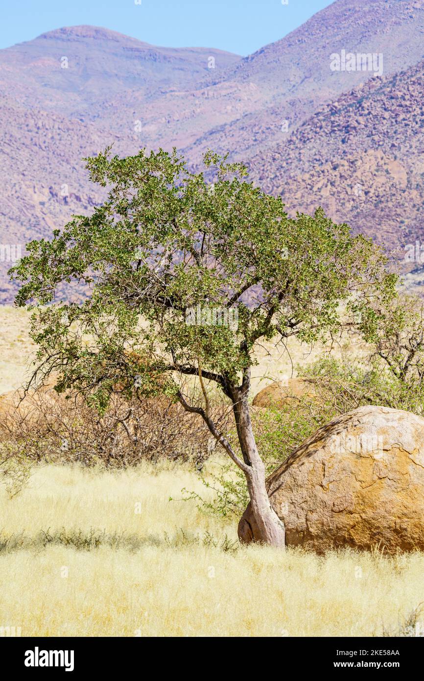 Green sheperd's tree grows between orange rocks and boulders. The rocks ...