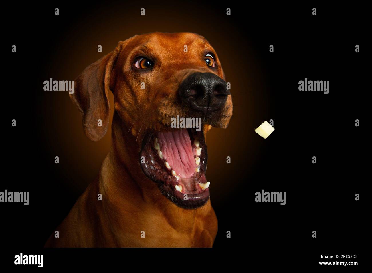Rhodesian Ridgeback in studio Stock Photo - Alamy