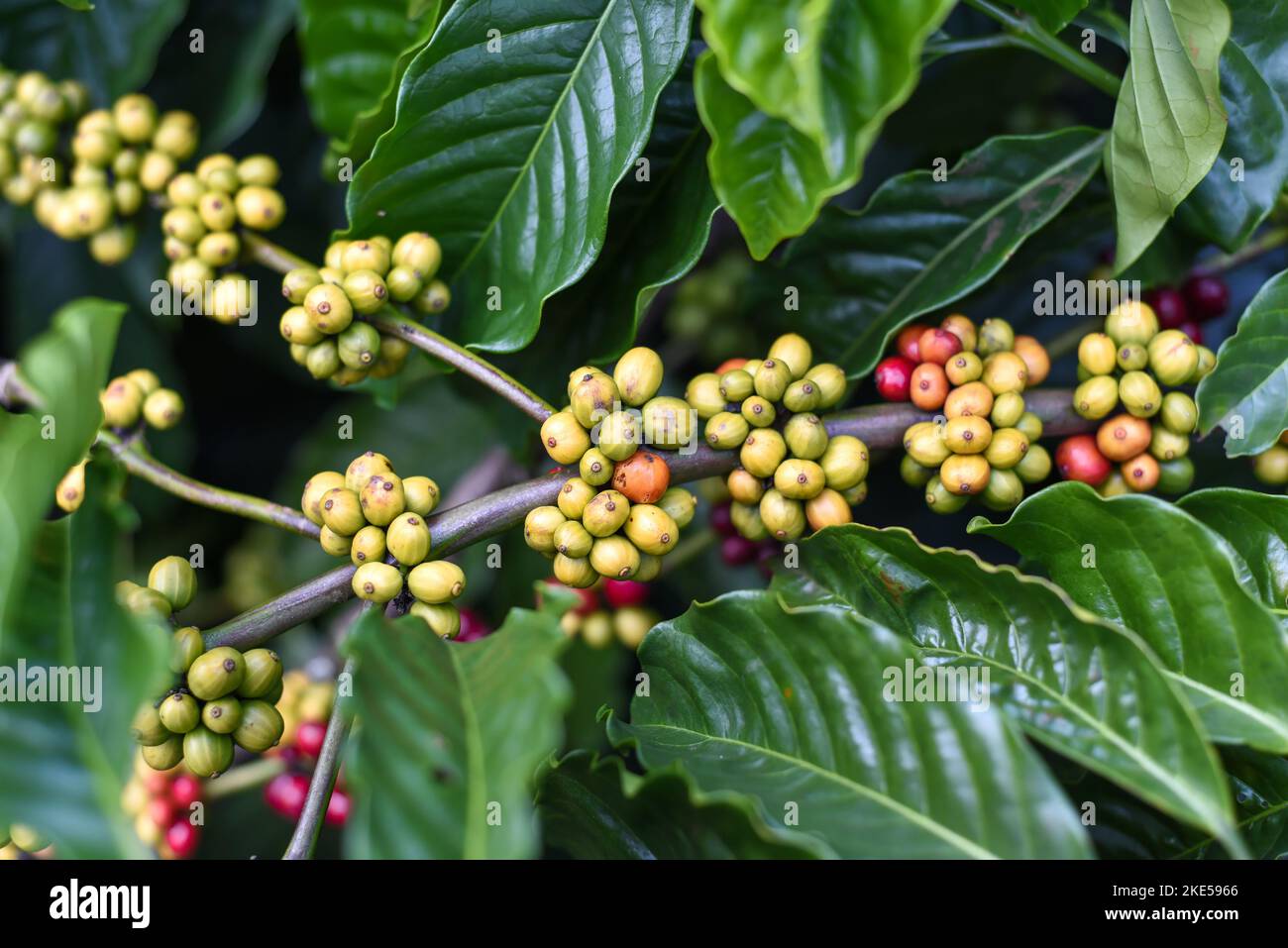 Coffee beans growing in Da Lat Vietnam Stock Photo
