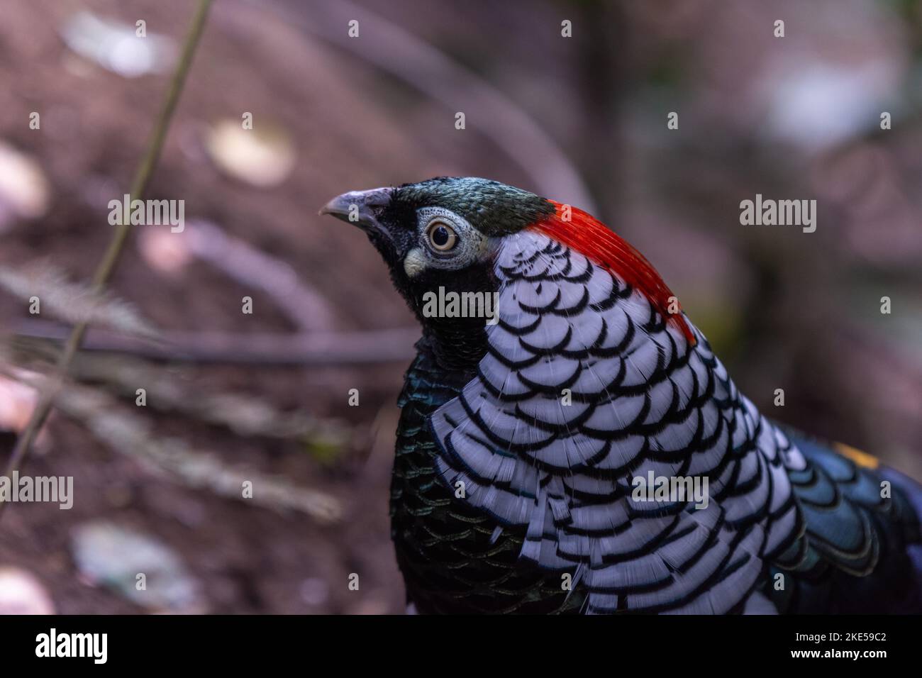 A selective focus shot of a male Lady Amherst's pheasant in the daylight Stock Photo
