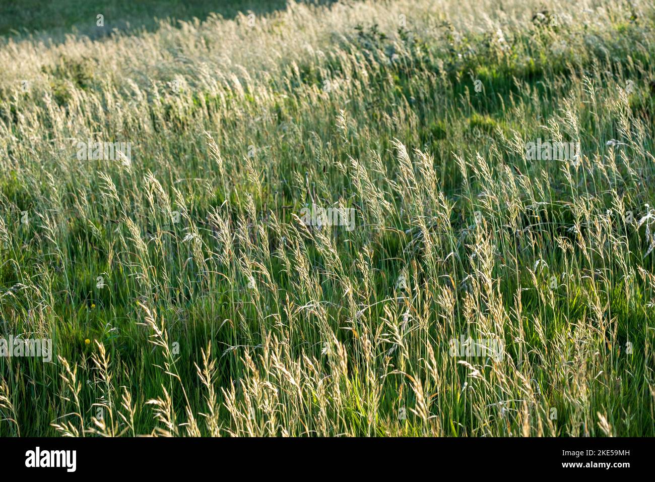 Bromus hordaceous, Soft Brome Stock Photo