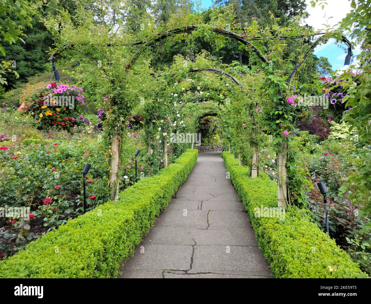 A walkway between two low box hedges in a botanical garden Stock Photo ...