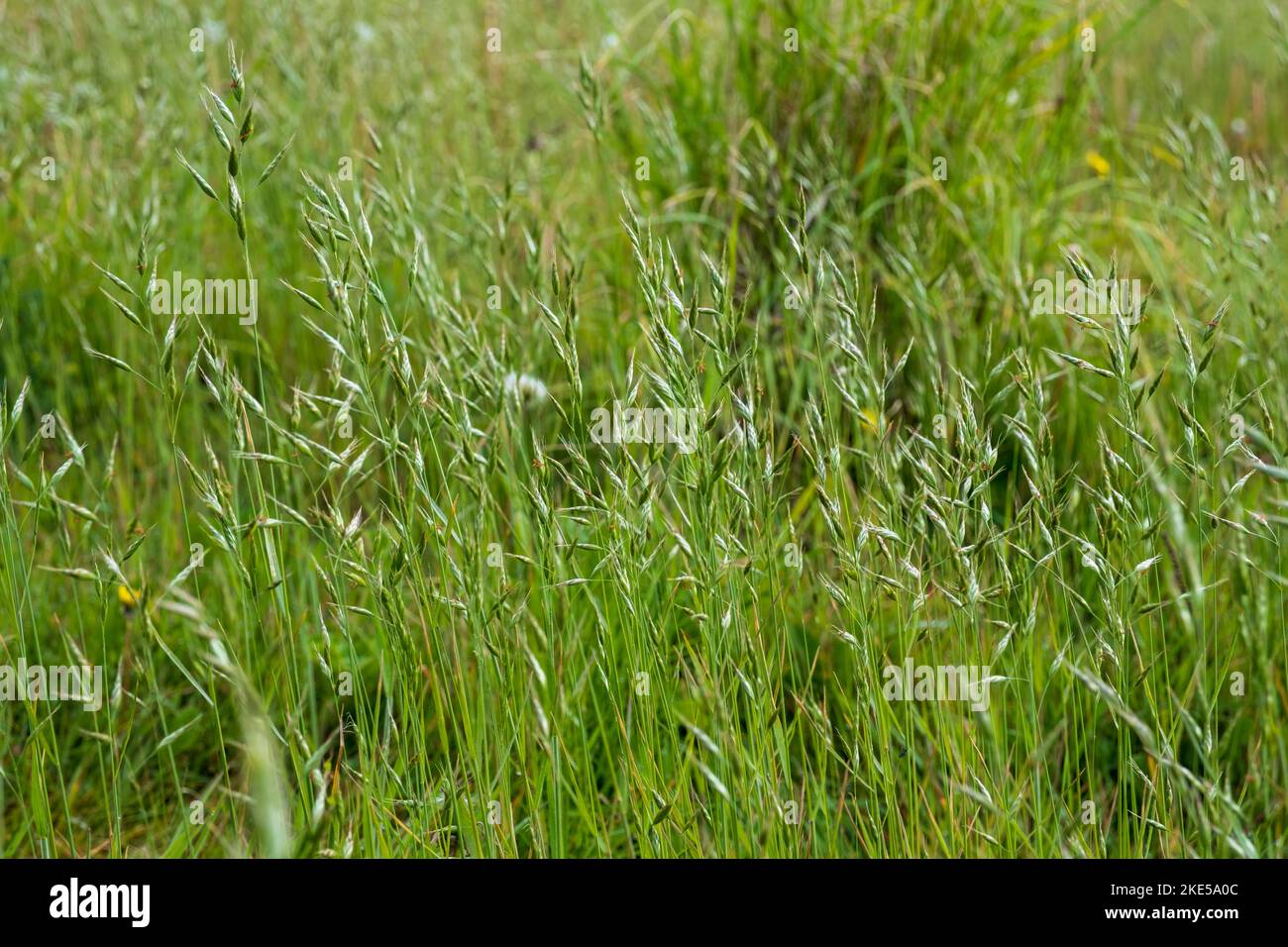 Bromus hordaceous, Soft Brome Stock Photo