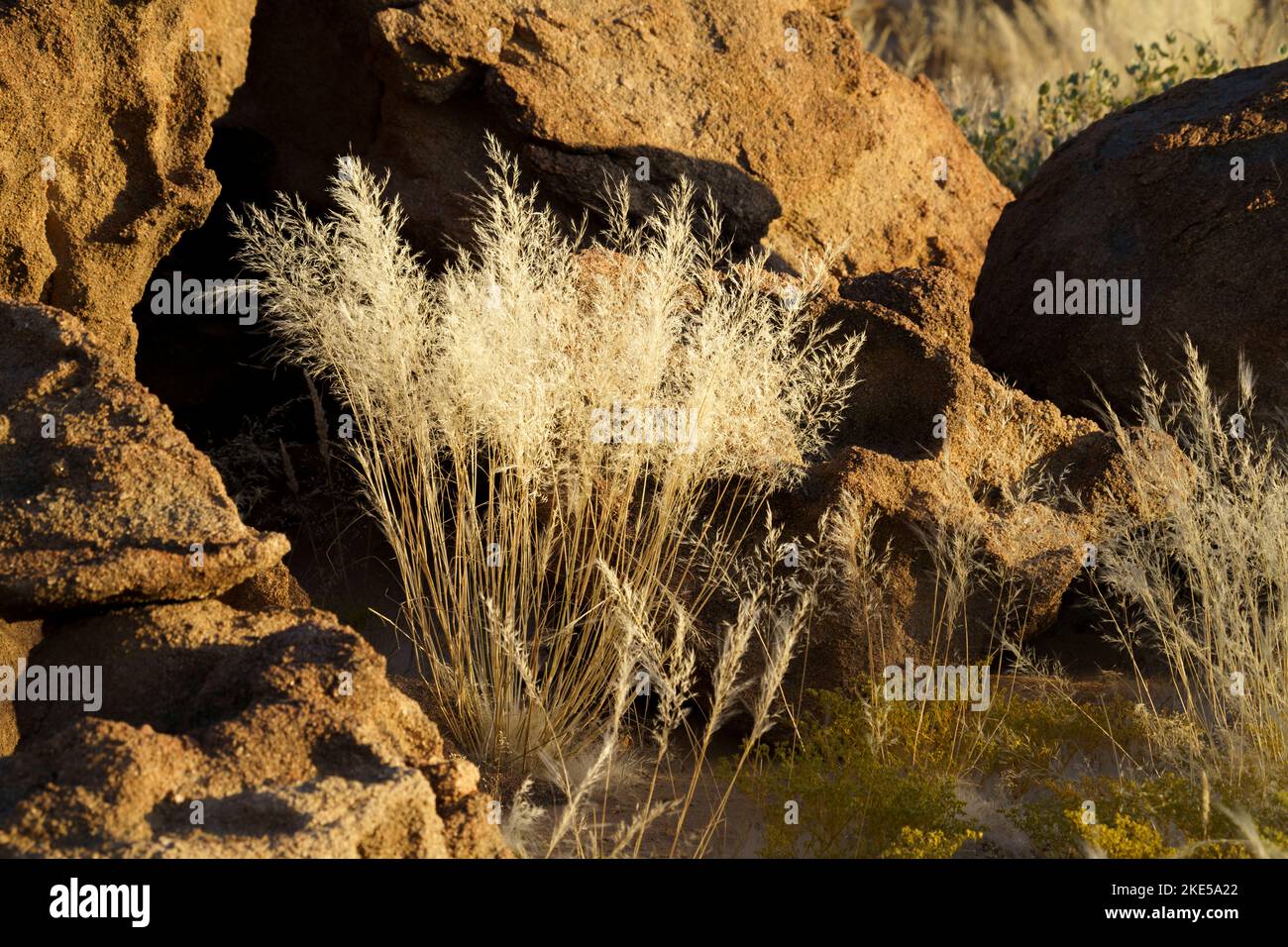 Golden light shines on a beautiful grass bush, tuft, which is surrounded by orange rocks. Damaraland, Namibia, Africa Stock Photo