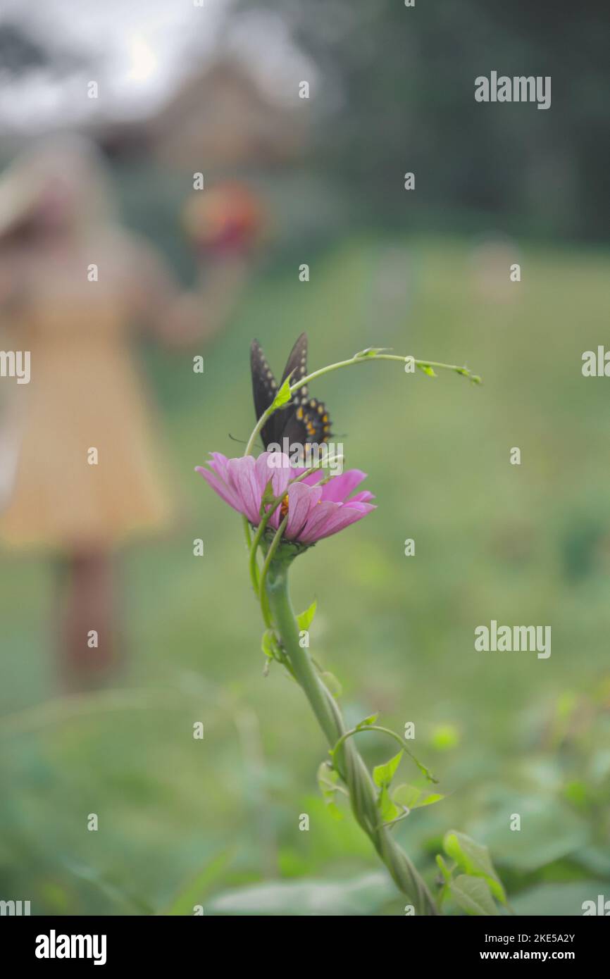 A shallow focus shot of a black swallowtail butterfly perching on a pink flower in the garden Stock Photo
