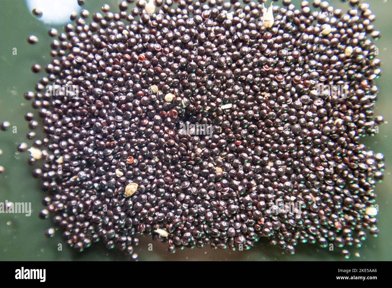 Seeds of Stem Amaranth, Data Denga Dughi Callaloo Spinach Stock Photo ...