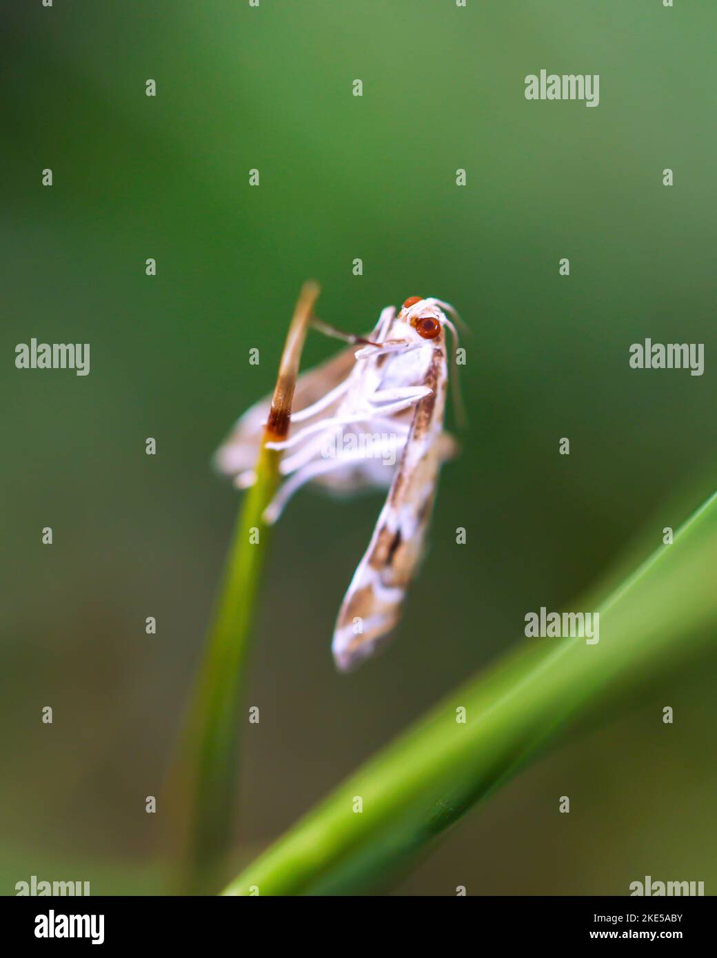 A macro shot of a white and brown African flower mantis Stock Photo