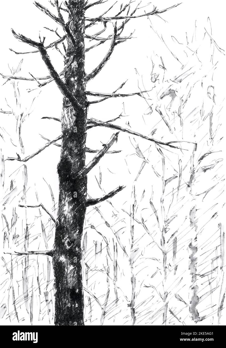 Tree trunk with branches. Ink on paper. Stock Photo