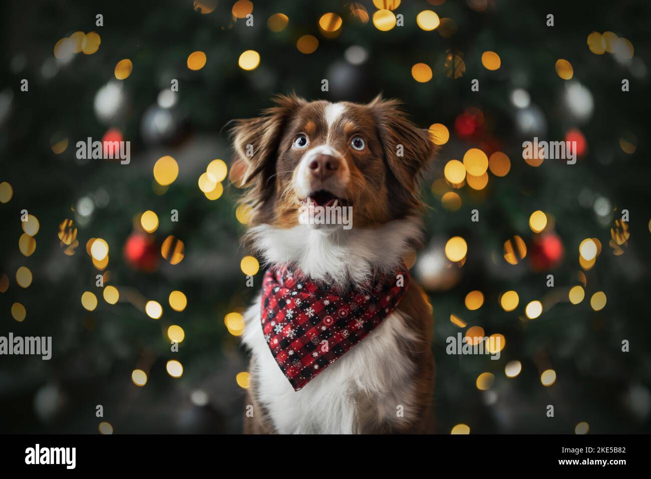 Miniature Australian Shepherd at christmas Stock Photo - Alamy