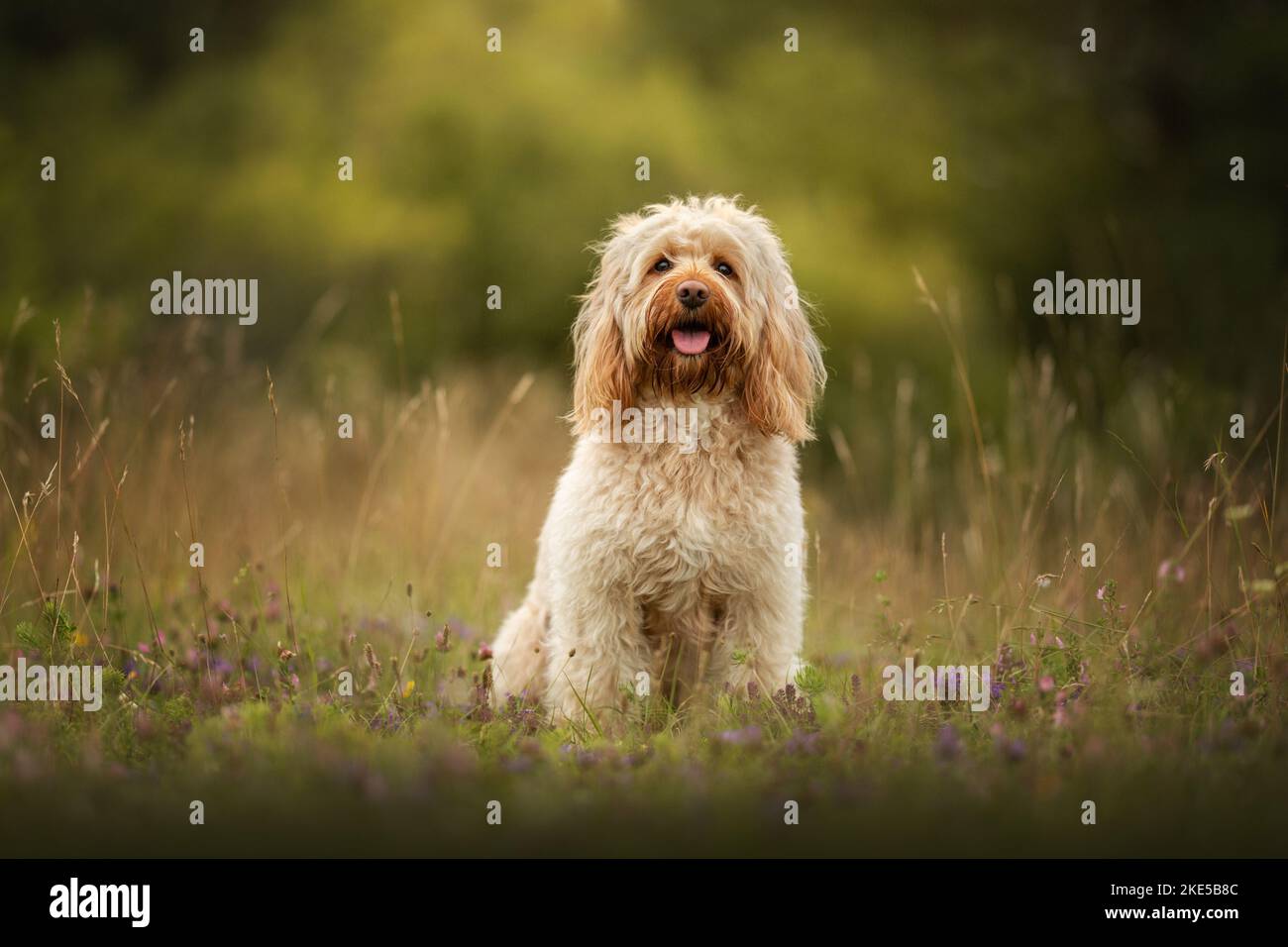 Beige cockapoo hi-res stock photography and images - Alamy