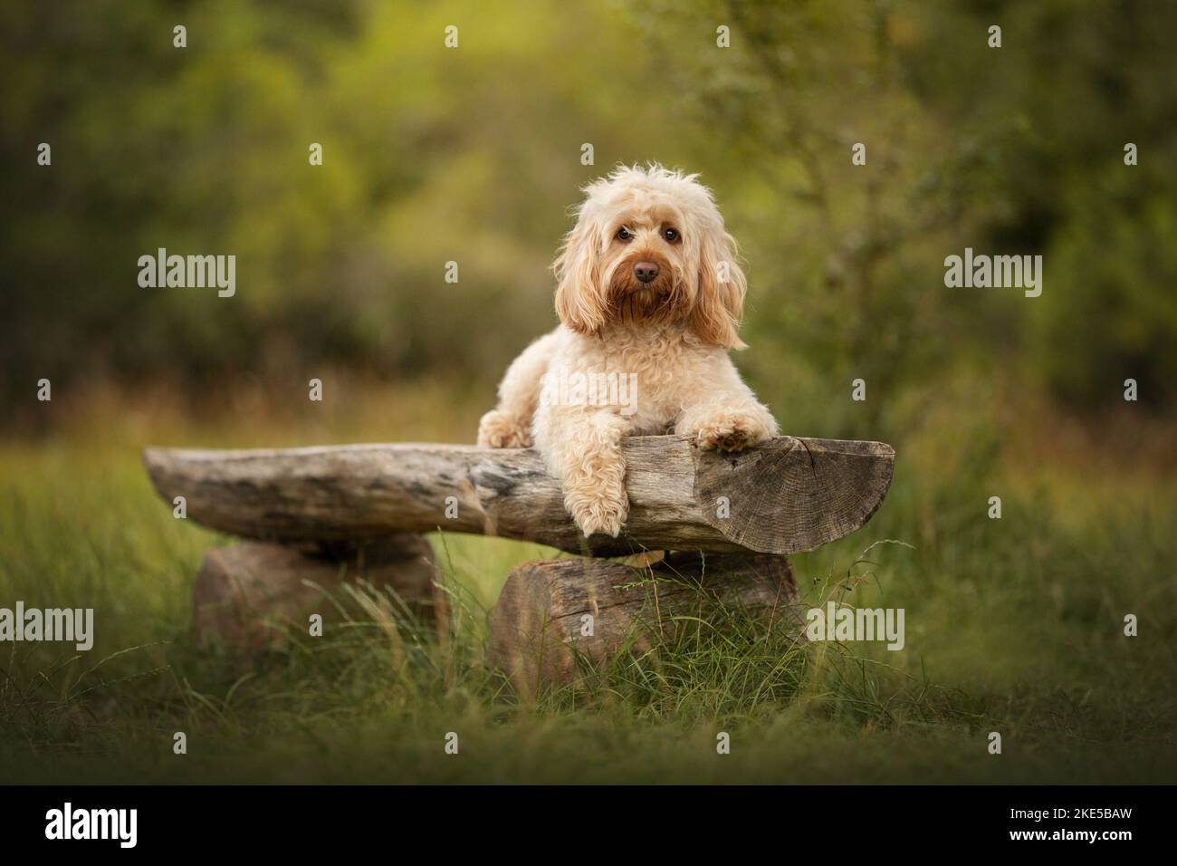 Cockerpoo in park hi-res stock photography and images - Alamy