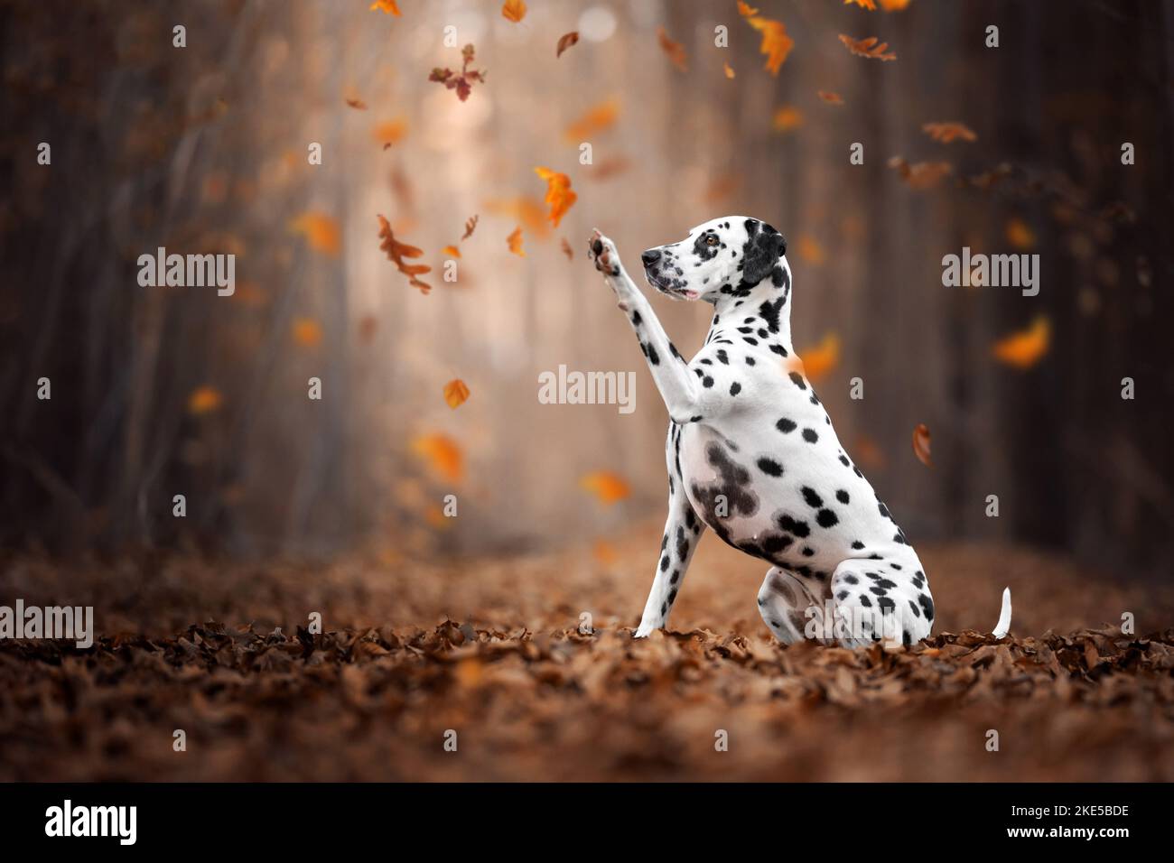 Paw of a dalmatian hi-res stock photography and images - Alamy