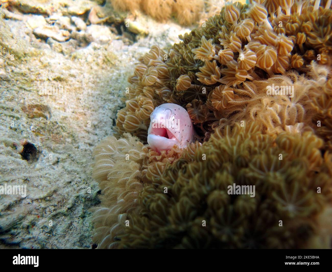 Moray eels. Fishes a type of bone fish Osteichthyes. Moray eels